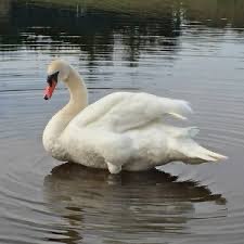 swan
