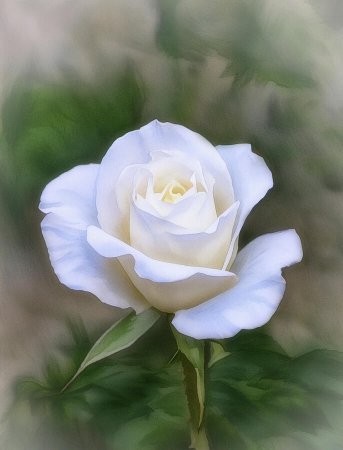 White Rose